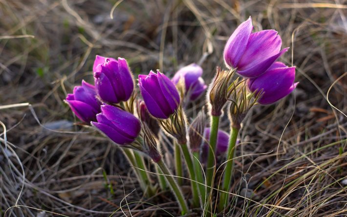 fiori viola, fiori di campo, fiori di primavera, erba, blur, mattina, sfondo viola con fiori