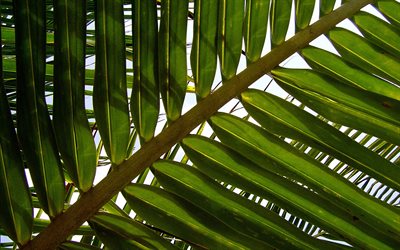 green palm leaves texture, background with green leaf, ecology, environment, leaves texture