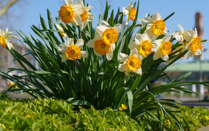 daffodils, white spring flowers, flowerbed, white daffodils, beautiful flowers