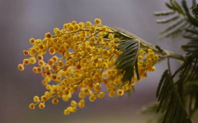 Mimosa, flores de la primavera, rama de mimosa, hermosas flores amarillas