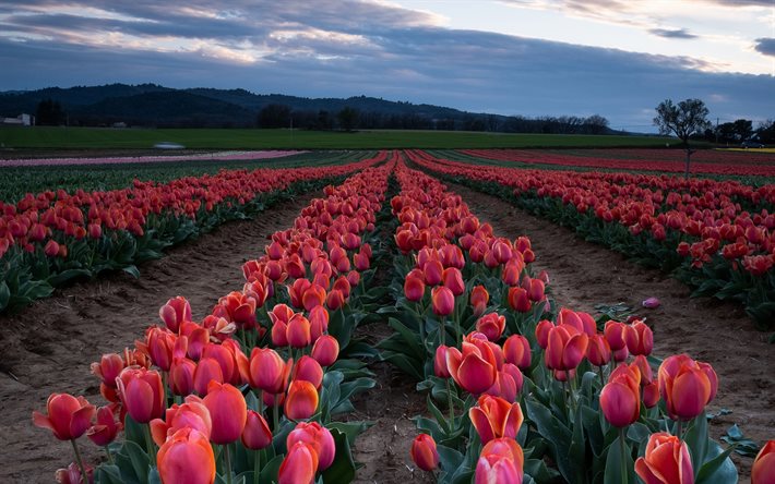 campo de tulipanes, tarde, puesta de sol, tulipanes rojos, flores, tulipanes, Holanda