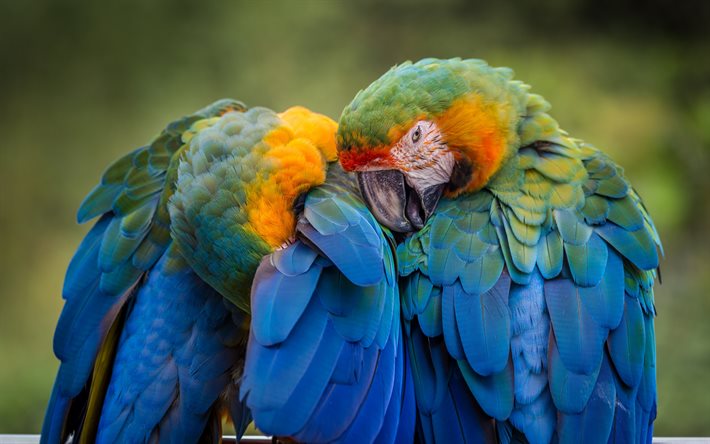 Catalina macaw pappagalli, uccelli bellissimi, macaw, pappagallo colorato