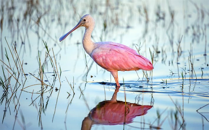 Roseate Spoonbill, Ajaia, 野生動物, エキゾチック鳥, Platalea ajaja, ピンク色の小鳥, 鳥湖