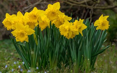 yellow daffodils, green grass, spring flowers, daffodils, yellow spring flowers