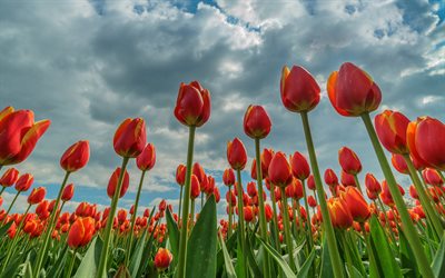 tulipani rossi, tramonto, sera, bellissimi fiori rossi, fiori di primavera, tulipani