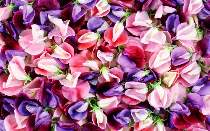 les couleurs des fleurs, macro, des p&#233;tales color&#233;s, de belles fleurs, bouquet de fleurs