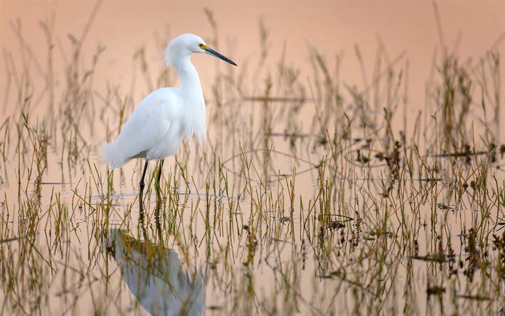 Snowy Egret, 4k, fauna selvatica, uccelli esotici, l&#39;airone bianco, bianco uccelli, Egretta thula, uccelli sul lago