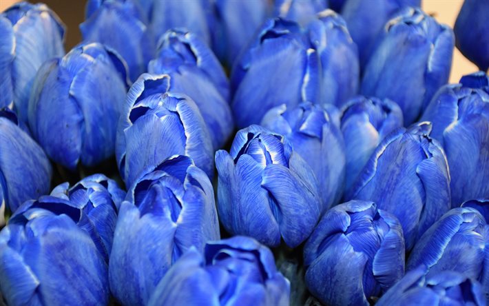 azul tulipas, tulip gomos, flores azuis, tulipas, flores da primavera, fundo azul com tulipas