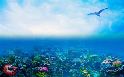 coral reef, 4k, ocean, seagull, underwater world, fish, artwork