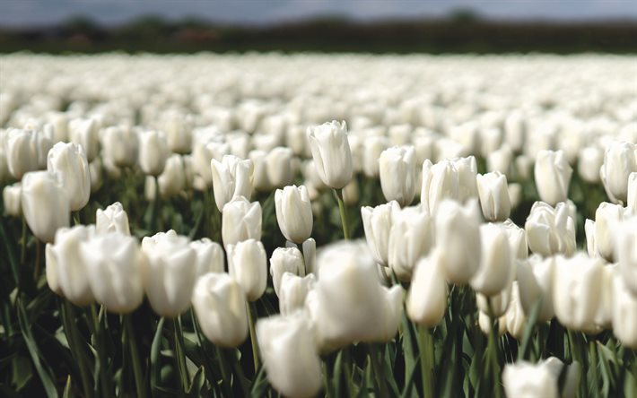 tulipas brancas, flores da primavera, tulipas, flores silvestres, campo com tulipas brancas, Flores brancas