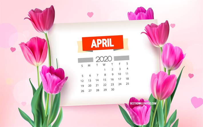 April 2020 Calendar, 4k, pink tulips, spring background with tulips, April, 2020 spring calendars, spring flowers, 2020 April Calendar