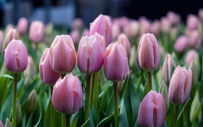 tulipani rosa, fiori di campo, tulipani, sfondo con tulipani rosa, tulipani viola, primavera, fiori primaverili