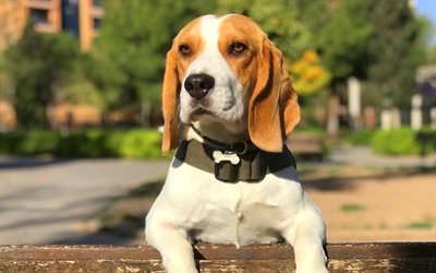 Beagle, cute dog, puppy, dogs, pets, Beagle Dog, park