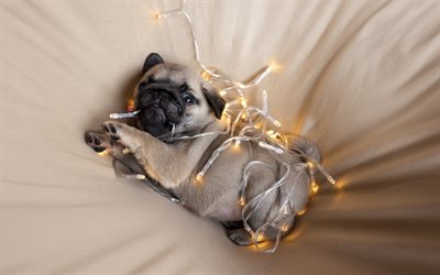 pug, small puppy, garland with light bulbs, cute little animals, small dog