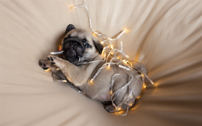 pug, peque&#241;o cachorro, guirnalda con las bombillas de luz, lindos animales, perro peque&#241;o