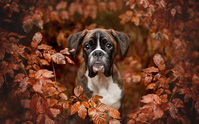 Boxer Dog, autumn, puppy, pets, cute animals, dogs, Boxer