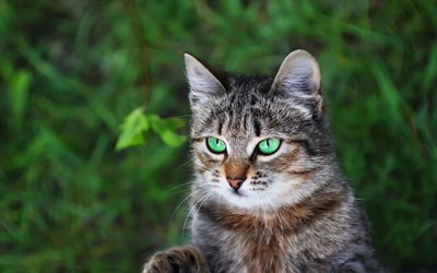 beautiful gray cat, American Bobtail, cat with green eyes, pets, blur, bokeh, cats