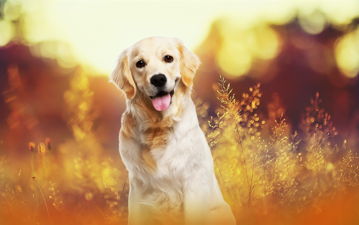 labrador retriever, wei&#223;en welpen, niedliche tiere, ein kleiner hund, haustiere, hunde