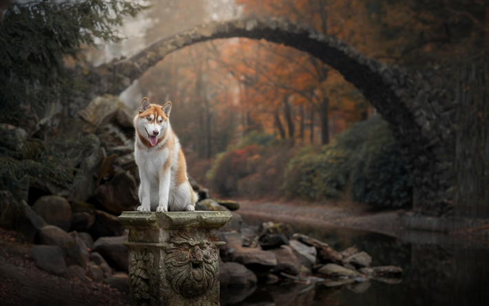 Siberian Husky, autunno, marrone Husky, simpatici animali, Cani Husky, cani Siberian Husky Cane, un Husky