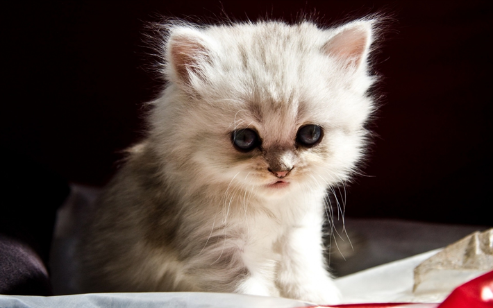 soffice gattino bianco, simpatici animali, piccoli e soffici gatto, occhi grigi, animali domestici
