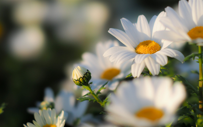 daisies, summer, sunset, bokeh, close-up