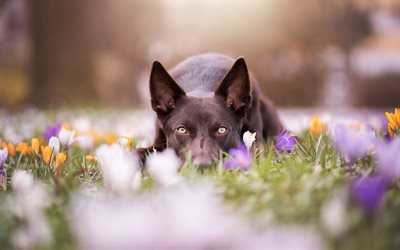Australian Kelpie, les chiens, pelouse, fleurs
