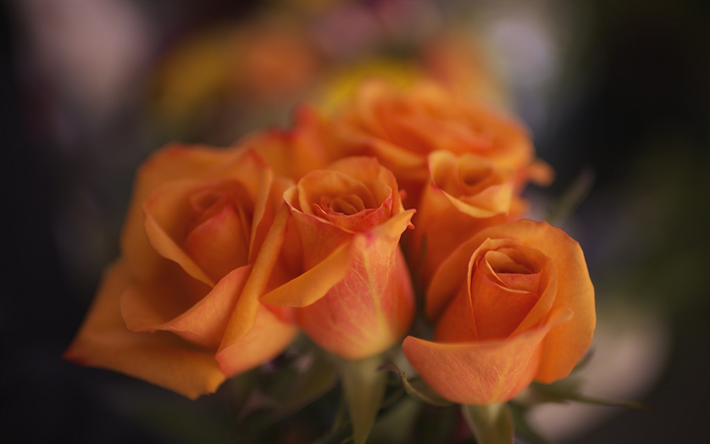 orange roses, buds, close-up, roses, bokeh, bouquet of flowers