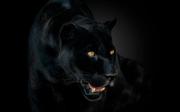 panther, on&#231;a preta, o gato selvagem, pantera negra, animais perigosos, panther em um plano de fundo preto