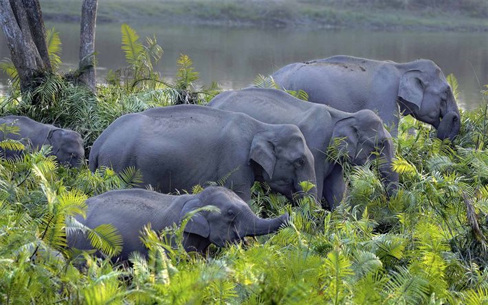 Asiatiska elefanten, elefanter, gr&#229; elefanter, vilda djur, liten elefant, familj, Kaziranga National Park, Indien