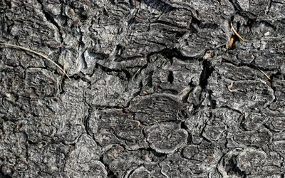 charred wood texture, gray wood texture, burnt wood texture, gray wood background, wood texture