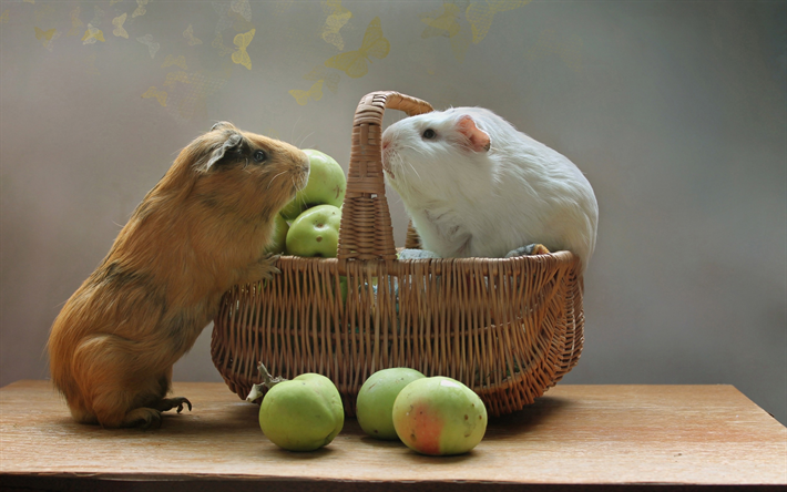 guinea pigs, cute animals, fruit basket, apples