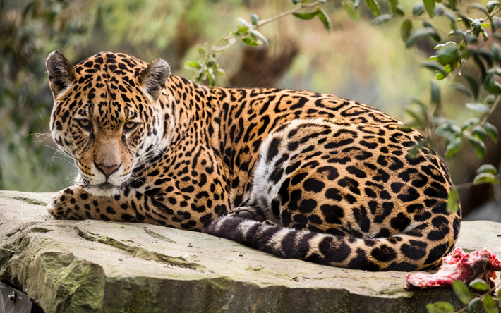 Jaguar, Predador, A vida selvagem, Animais Perigosos, Floresta