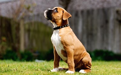 Boxer Dog, green grass, puppy, cute animals, lawn, pets, dogs, Boxer
