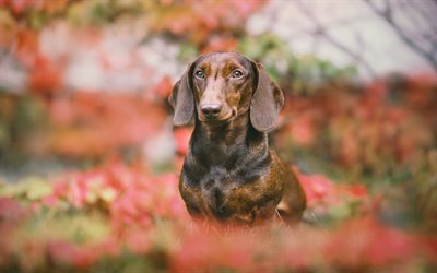 Dachshund, bokeh, pets, dogs, flowers, brown dachshund, autumn, cute animals, Dachshund Dog