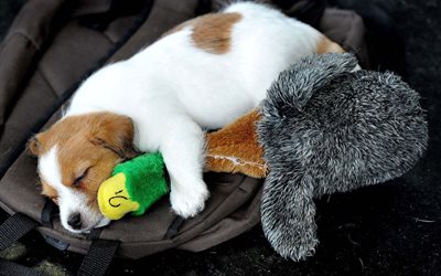 ジャックラッセルテリア, 子犬, ペット, 玩具, 犬, 寝犬, かわいい動物たち, ジャックラッセル犬