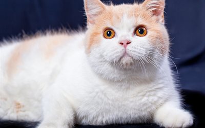 gran gato blanco, gato Brit&#225;nico de Pelo corto, mascotas, animales lindos, ojos grandes, gatos