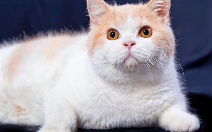 gros chat blanc, chat British Shorthair, animaux domestiques, animaux mignons, avec de grands yeux, chats