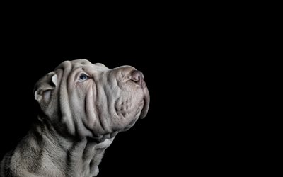 Shar Pei, small gray puppy, pets, cute animals, small dog, puppy, Black background, dogs, Cantonese Shar-Pei