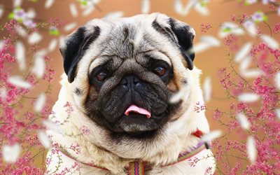 Pug, little brown puppy, art, small dogs, pets, cute animals, dogs