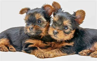 Yorkshire Terrier, small puppies, twins, cute animals, small dogs