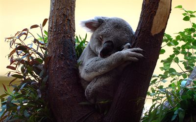 pequeno koala bonito, a vida selvagem, floresta, &#225;rvore, koala, Austr&#225;lia