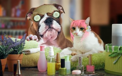 German boxer dog, white cat, funny animals, pets, spa procedures, wellness, face mask, cosmetics, cat and dog, cute animals, cats, dogs