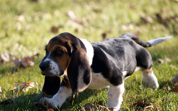 Basset hound, 4k, cucciolo, animali, animali domestici, bokeh, cani Basset hound Dog