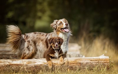 Australian Shepherd Dog, Aussie, brown dog, big dog and puppy, cute animals, small puppy, pets, forest, dogs