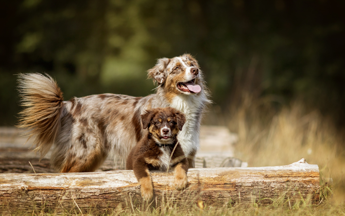Australian Shepherd Dog, Aussie, marrone, cane, cane di grossa taglia e cucciolo, simpatici animali, cucciolo, animali, foresta, cani