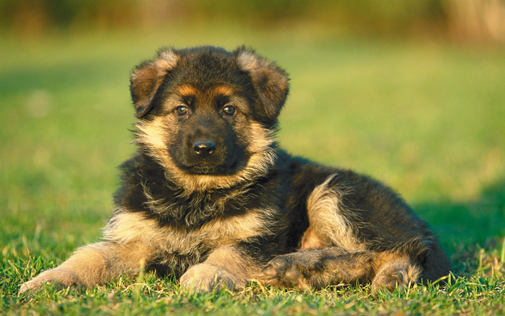 4k, ドイツの羊飼い, 子犬, 近, かわいい動物たち, 芝生, 犬, ジャーマンシェパードドッグ