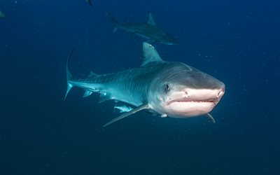 white shark, ocean, underwater world, rovdjur, farliga hajar, vilda djur