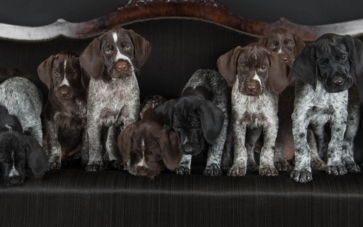 Drahthaar, German Wirehaired Pointer, small cute puppies, small dogs, cute animals, dogs, Vorstehhund