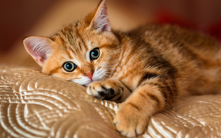 ginger cat, grandes olhos bonitos, animais de estima&#231;&#227;o, American Shorthair gato, animais fofos, gatos