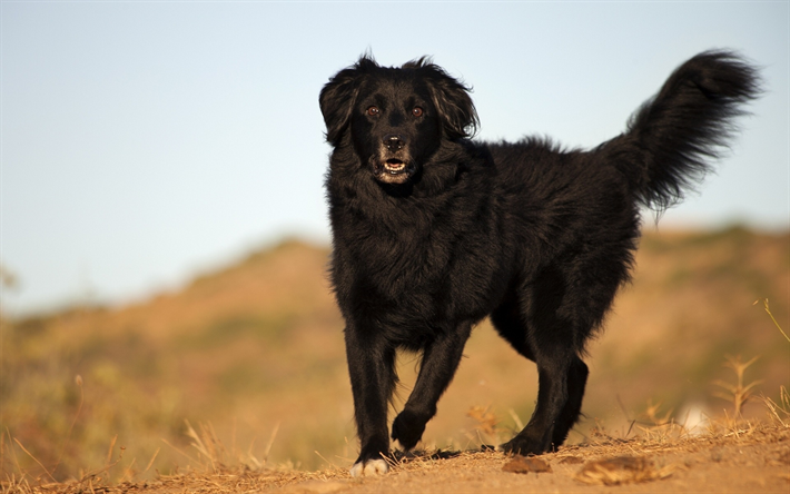 labrador nero, grosso cane nero, retriever, animali domestici, animali, cani